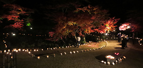 もみじ谷ライトアップ1